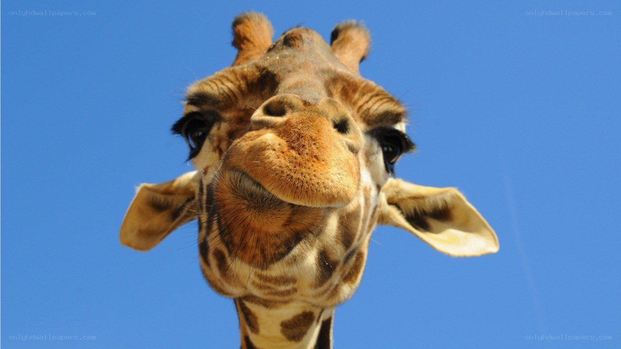 giraffe close-up against blue sky