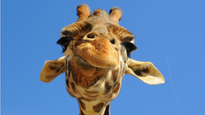 giraffe close-up against blue sky