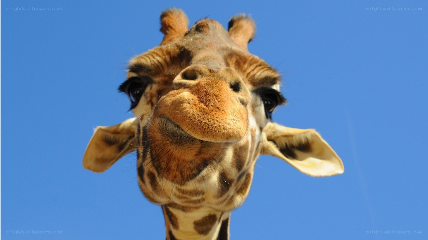 giraffe close-up against blue sky