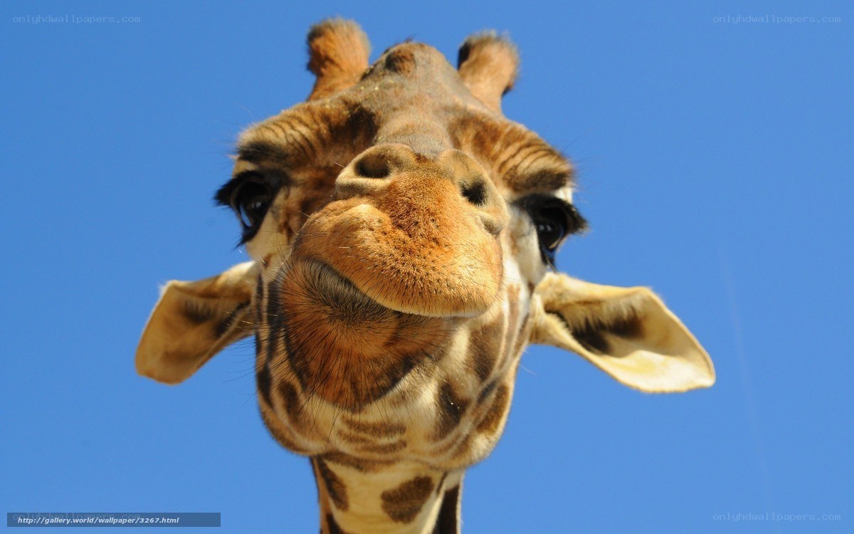 Giraffe close-up against blue sky