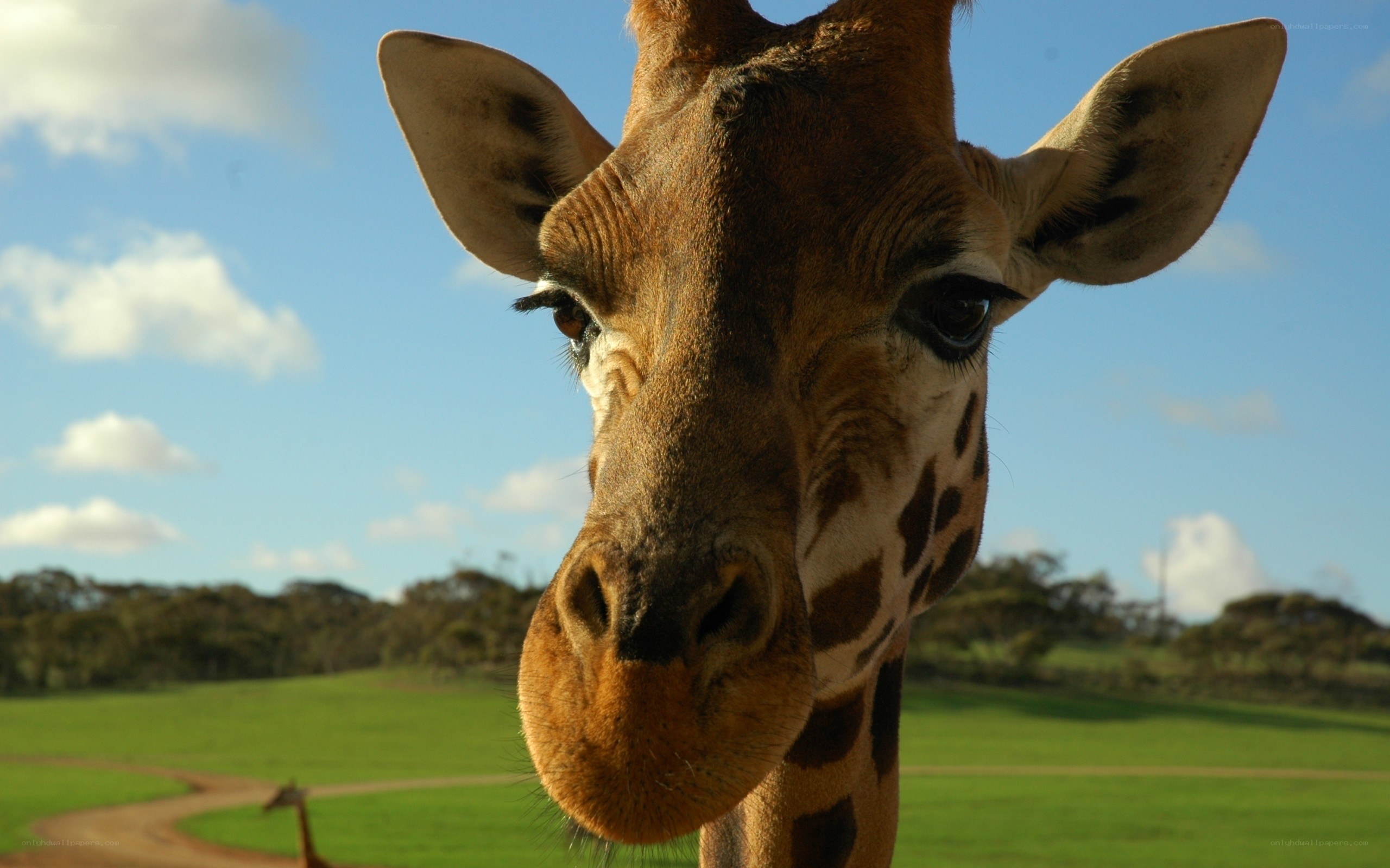 Giraffe close-up in a field