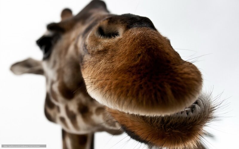 Giraffe Close-up