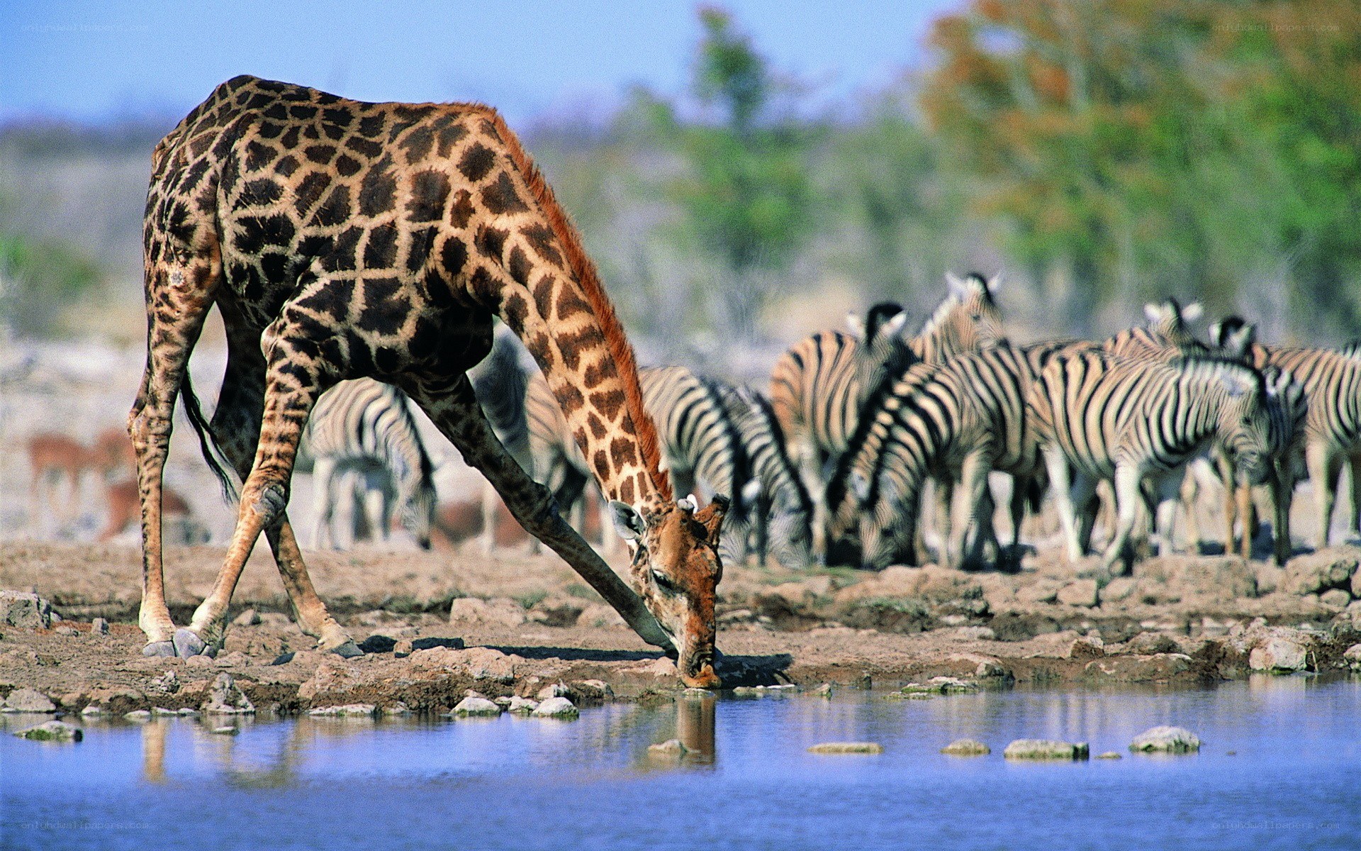 Giraffe drinking at a waterhole