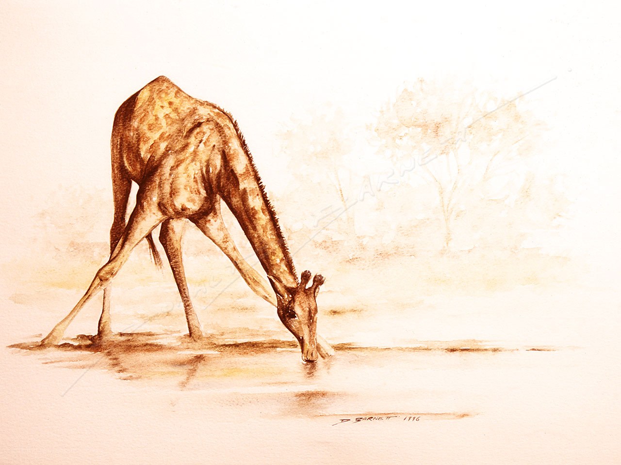 Giraffe drinking at a waterhole