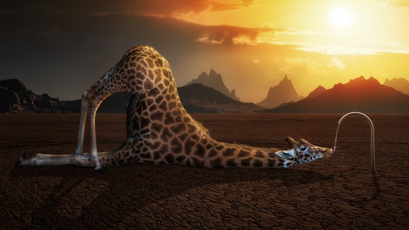Giraffe Drinking Water — Brown, Dramatic, Sunset