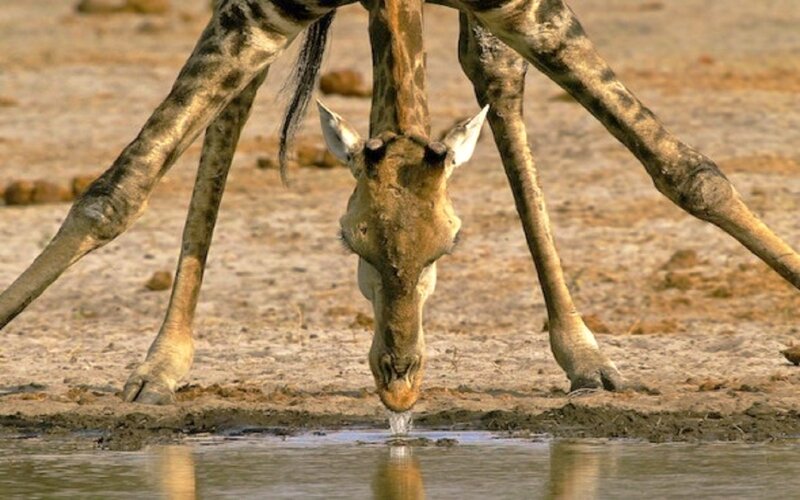 Giraffe Drinking Water — Brown, Natural