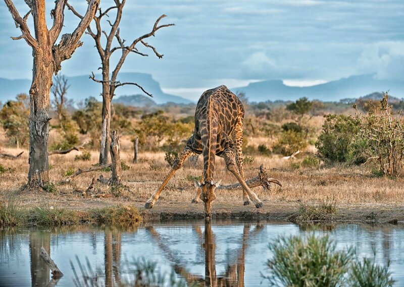 Giraffe Drinking Water — Brown, Serene