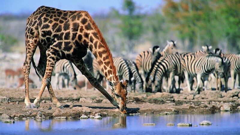 Giraffe Drinking Water — Brown