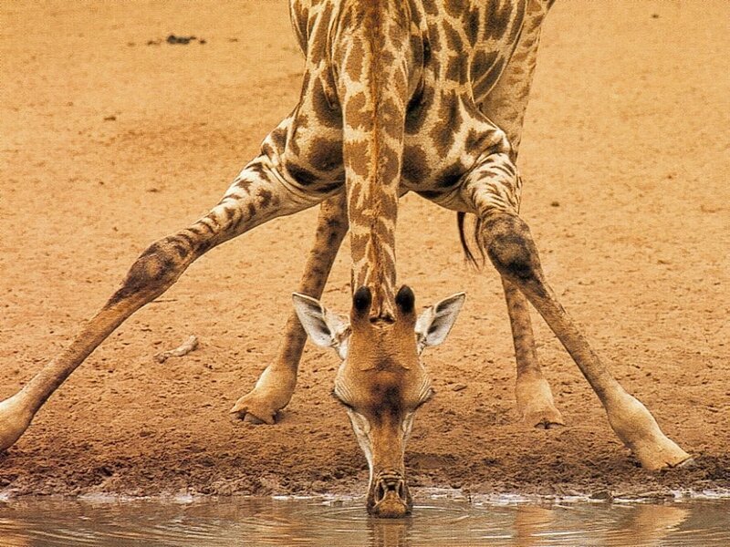 Giraffe drinking water