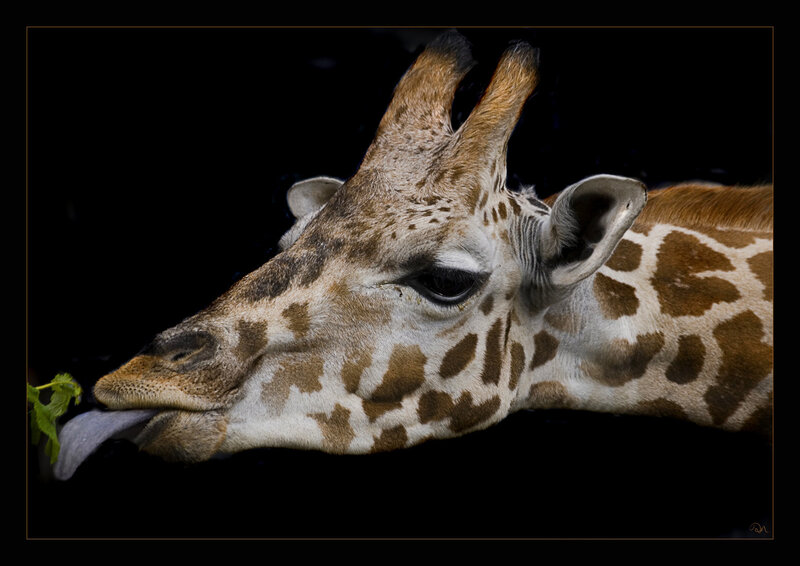Giraffe eating a leaf