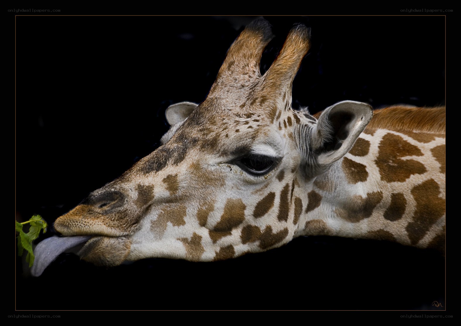 Giraffe eating a leaf