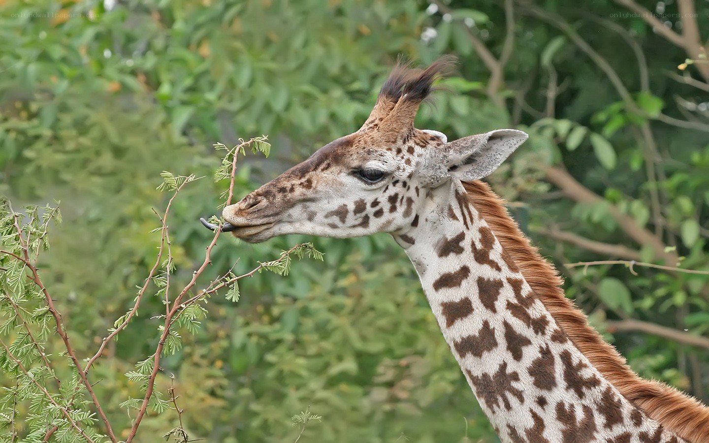 Giraffe eating a leafy branch