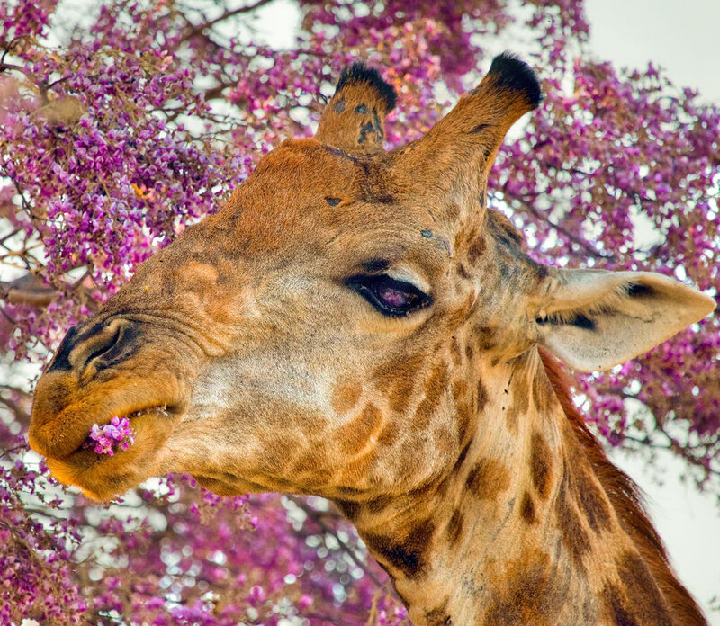 Giraffe Eating Flowers