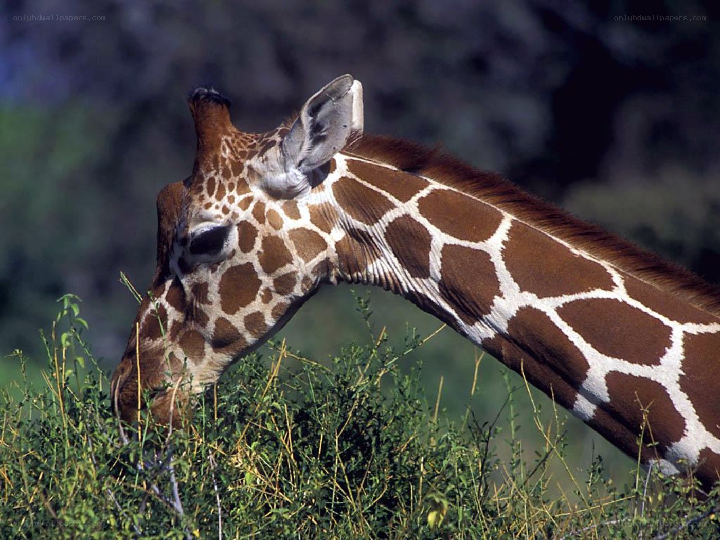 Giraffe eating from bush