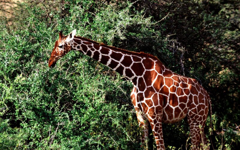 Giraffe eating from bush