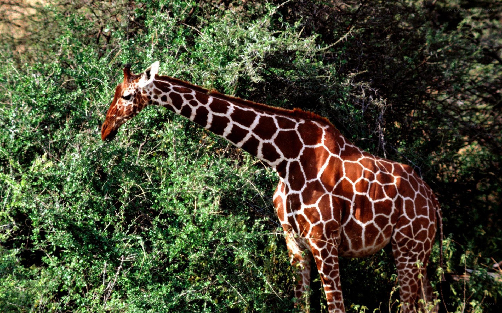 Giraffe eating from bush