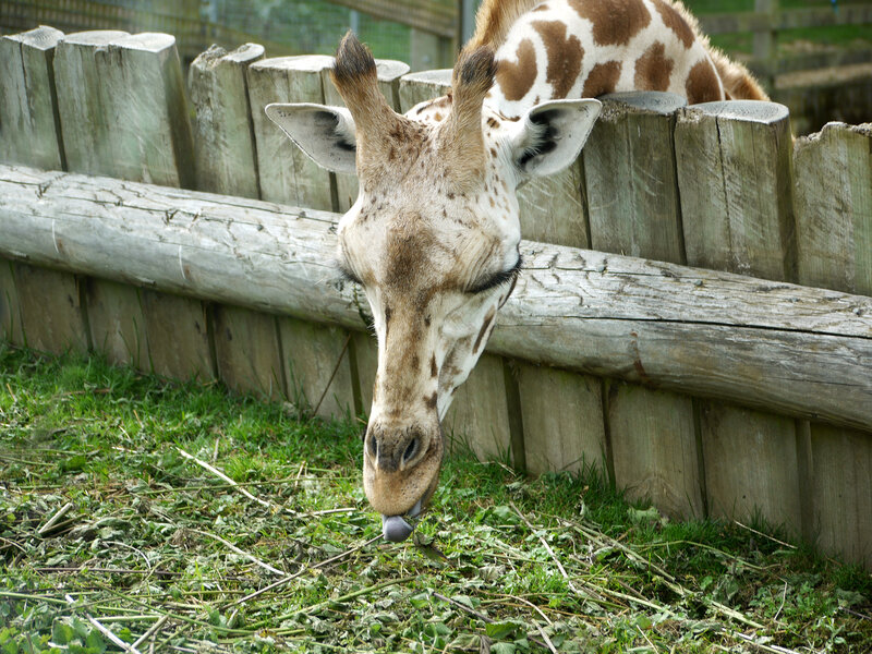 Giraffe Eating Grass