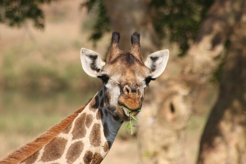 giraffe eating leaves