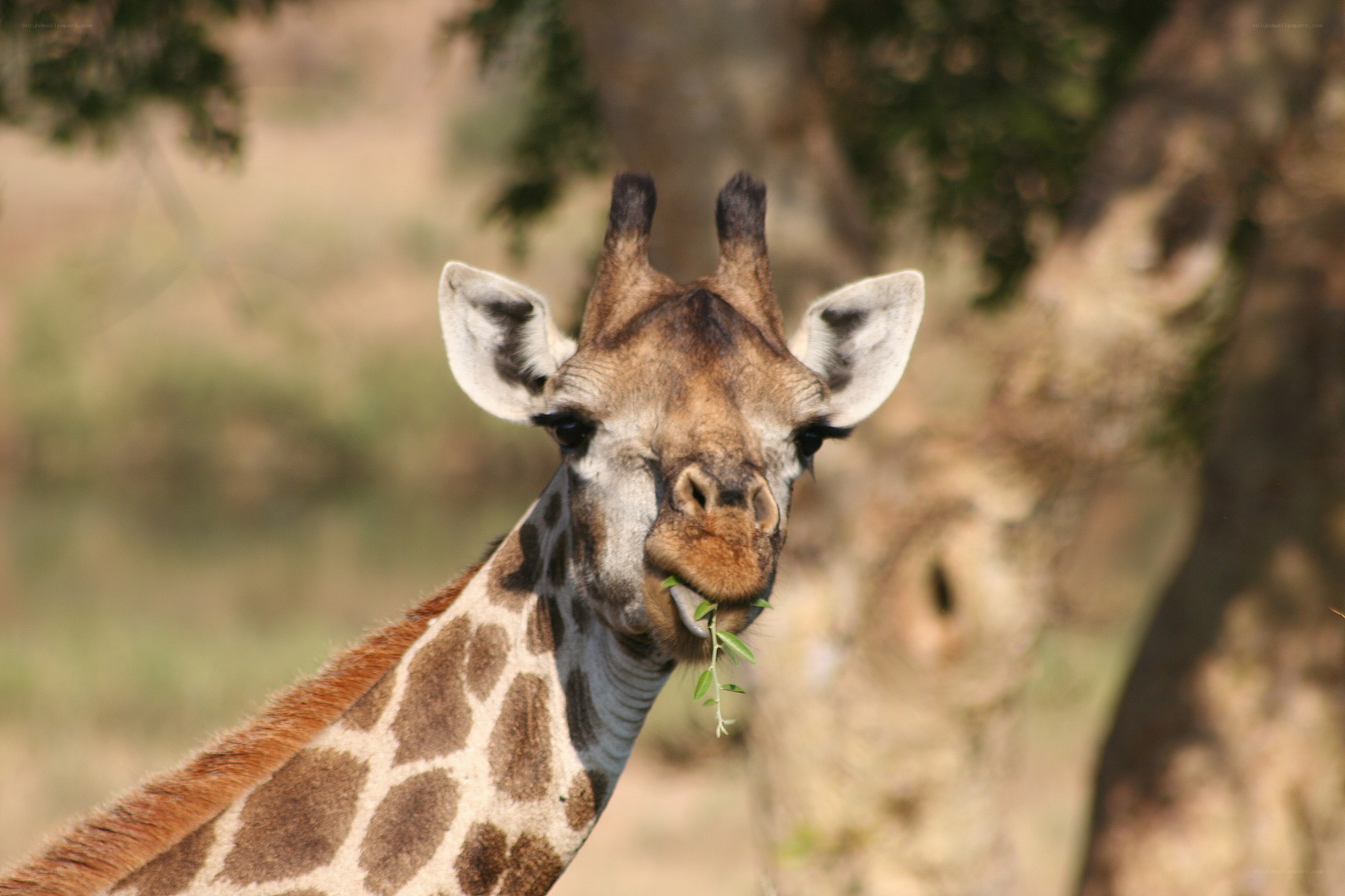 giraffe eating leaves