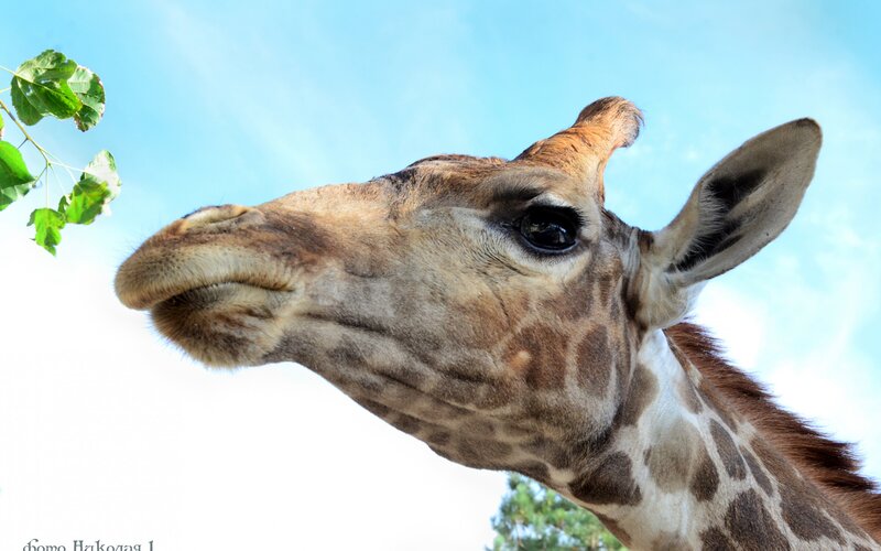 Giraffe Eating Leaves — Blue