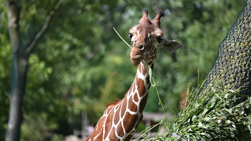 Giraffe Eating Leaves — Brown, Calm