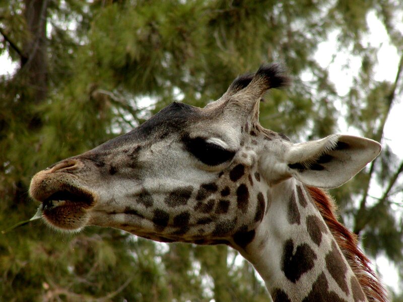 Giraffe Eating Leaves — Green, Calm, Afternoon