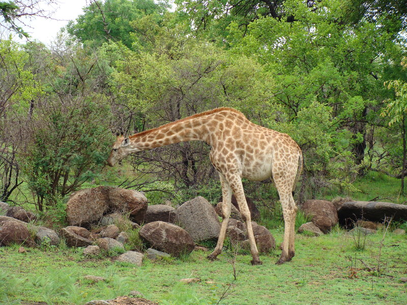 Giraffe Eating Leaves — Green, Calm