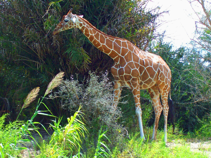 Giraffe Eating Leaves — Green