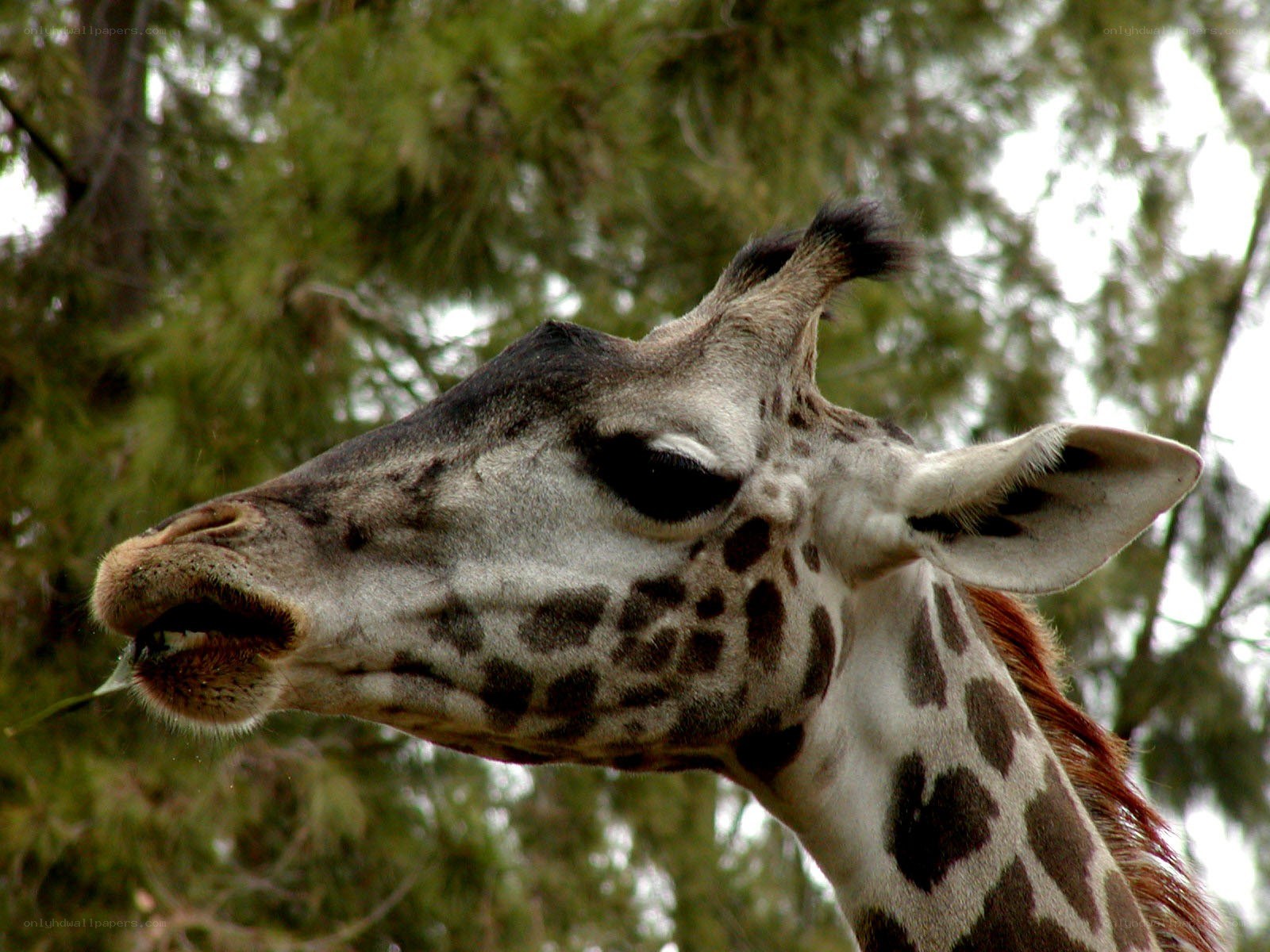 giraffe eating leaves