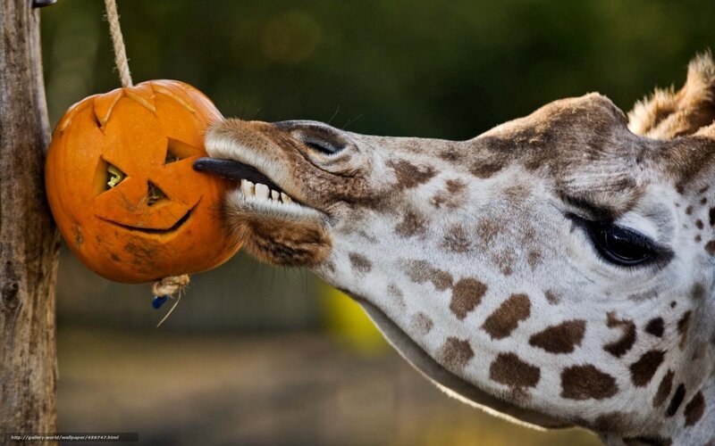 Giraffe Eating Pumpkin — Orange, Playful, Afternoon