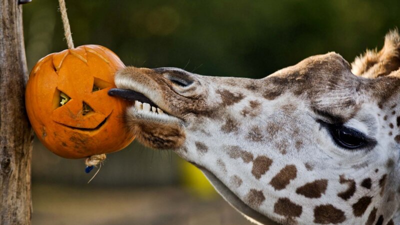 Giraffe Eating Pumpkin — Orange, Playful