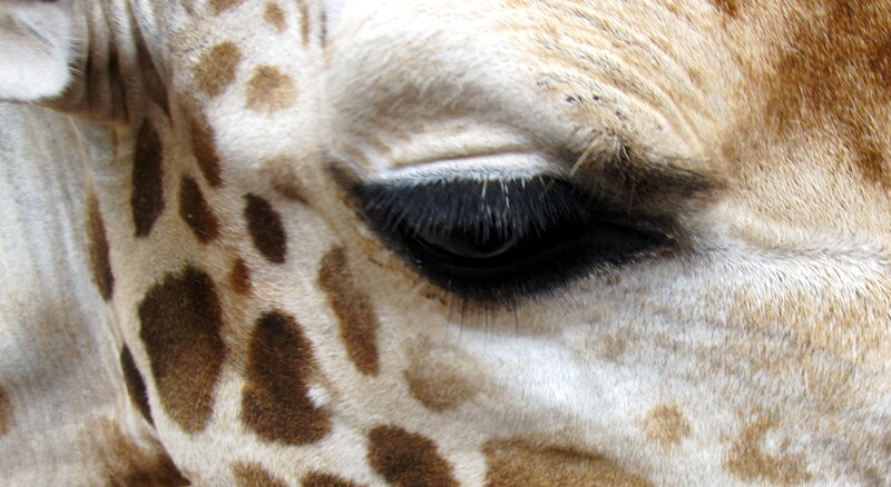Giraffe Eye Close-up