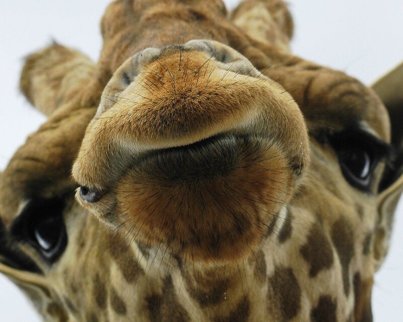 Giraffe Face Close-up