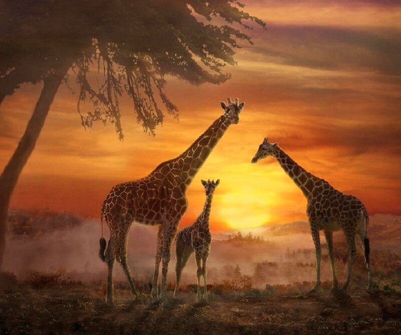 Giraffe Family at Sunset