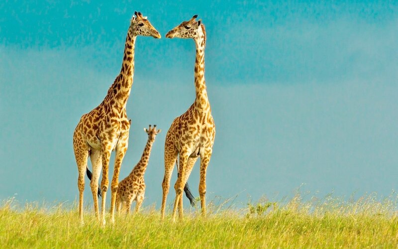 Giraffe Family in Grassland