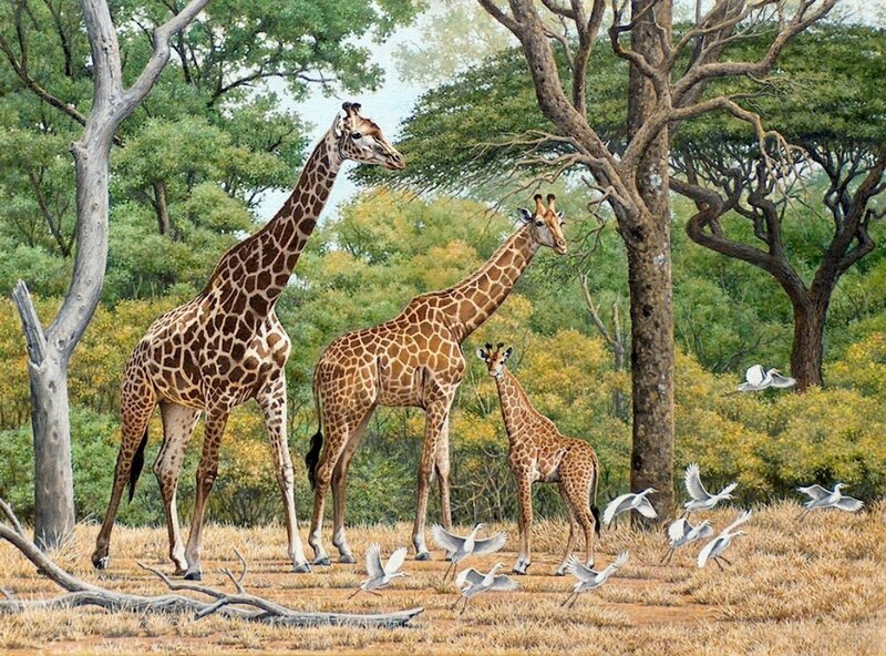 Giraffe Family in Savanna