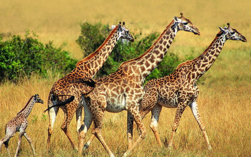 Giraffe Family in Savanna — Yellow
