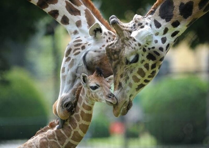 Giraffe Family Nuzzling — Brown