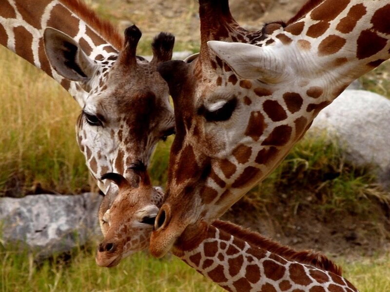 Giraffe Family Nuzzling
