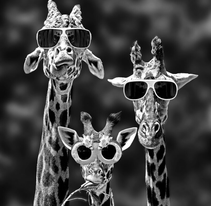 Giraffe Family Wearing Sunglasses
