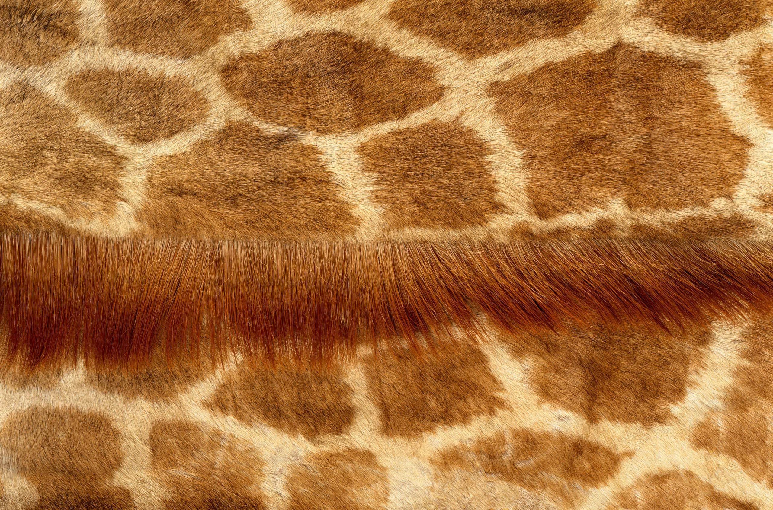 Giraffe fur pattern
