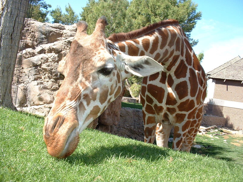 Giraffe grazing on grass