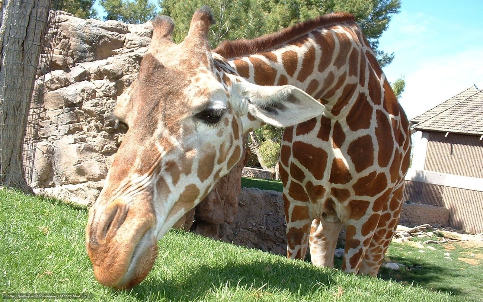 Giraffe grazing on grass