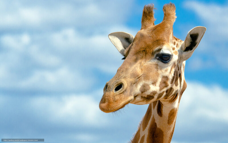 Giraffe head against blue sky