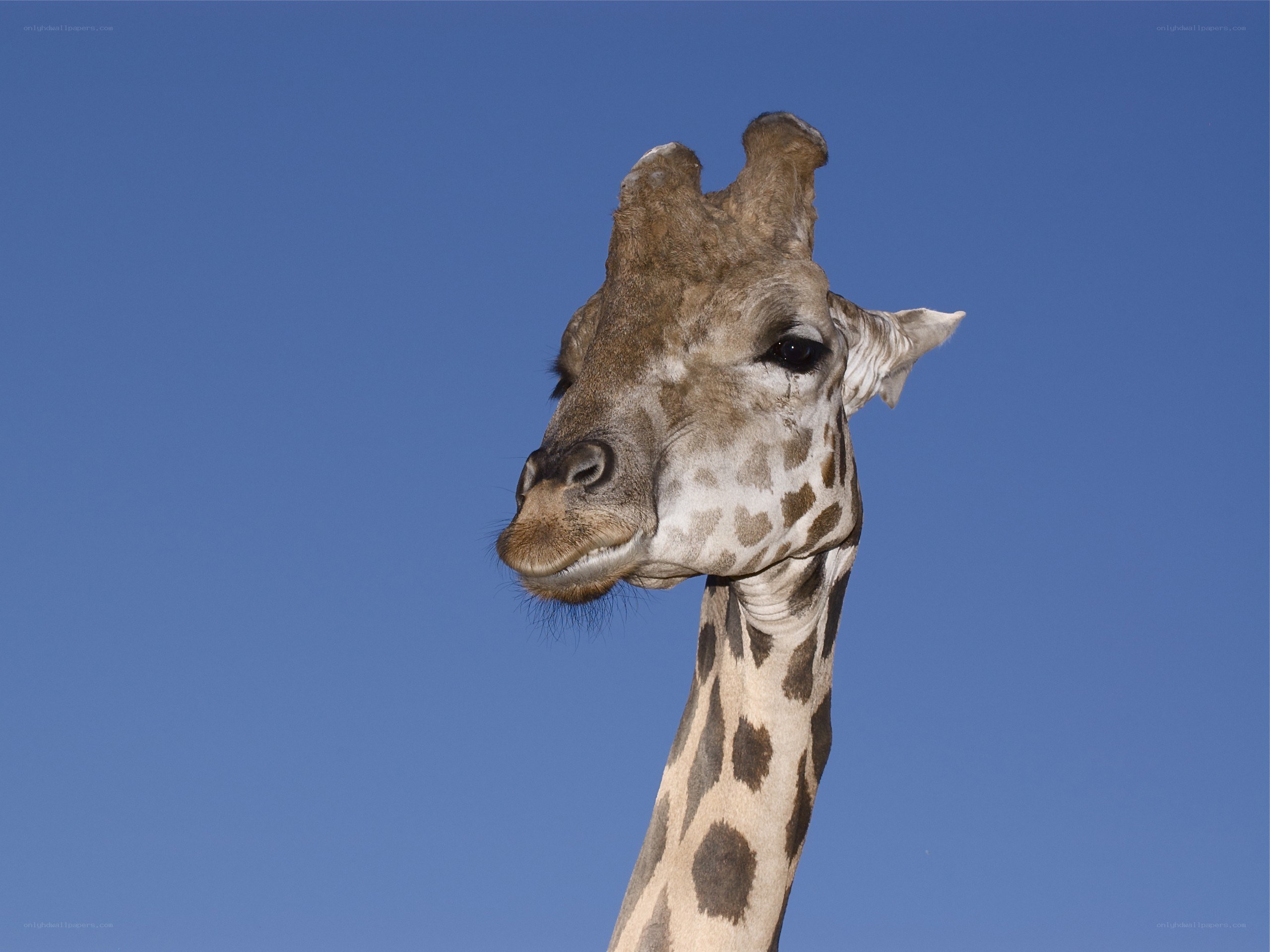 Giraffe head against blue sky