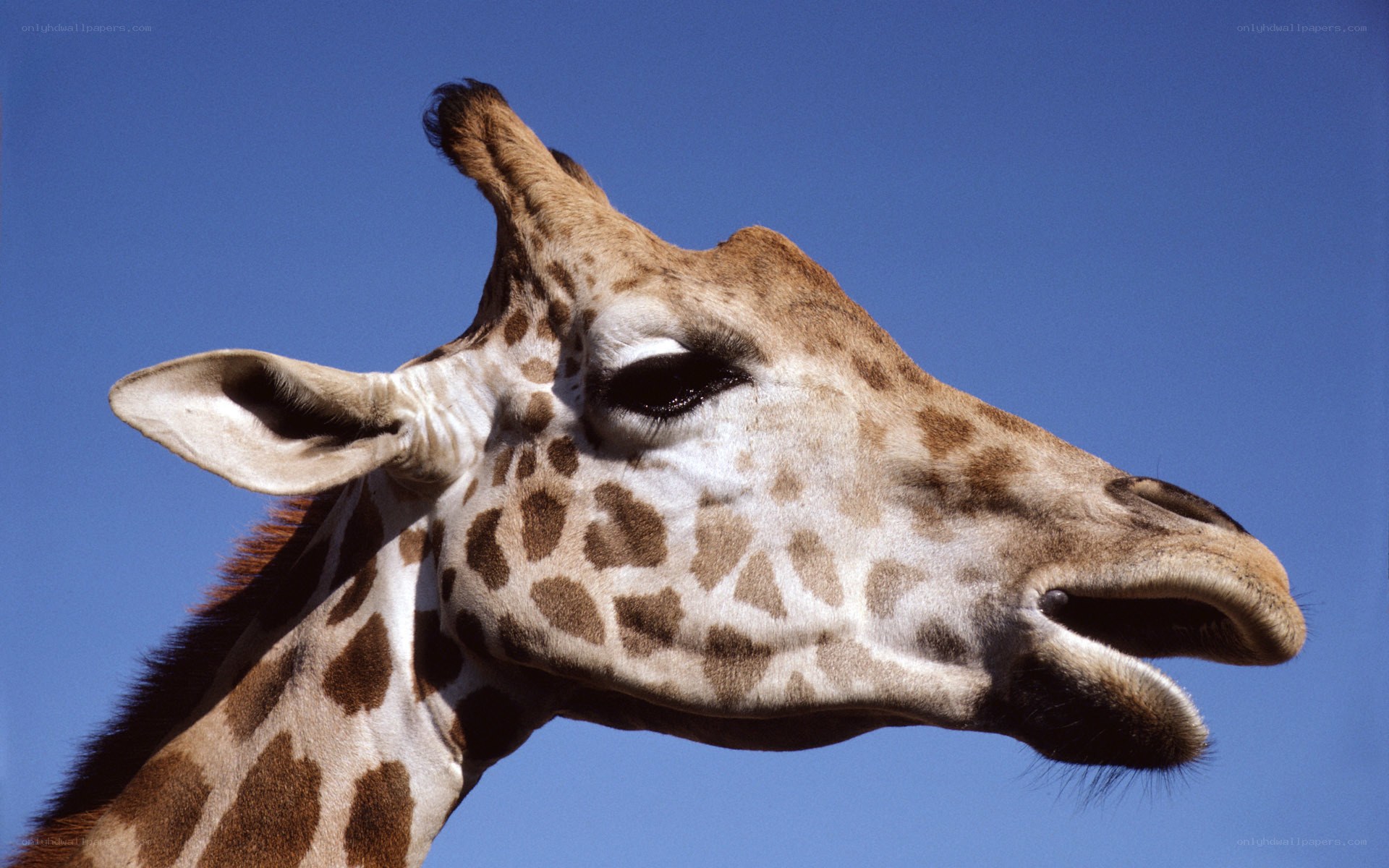 Giraffe head against blue sky
