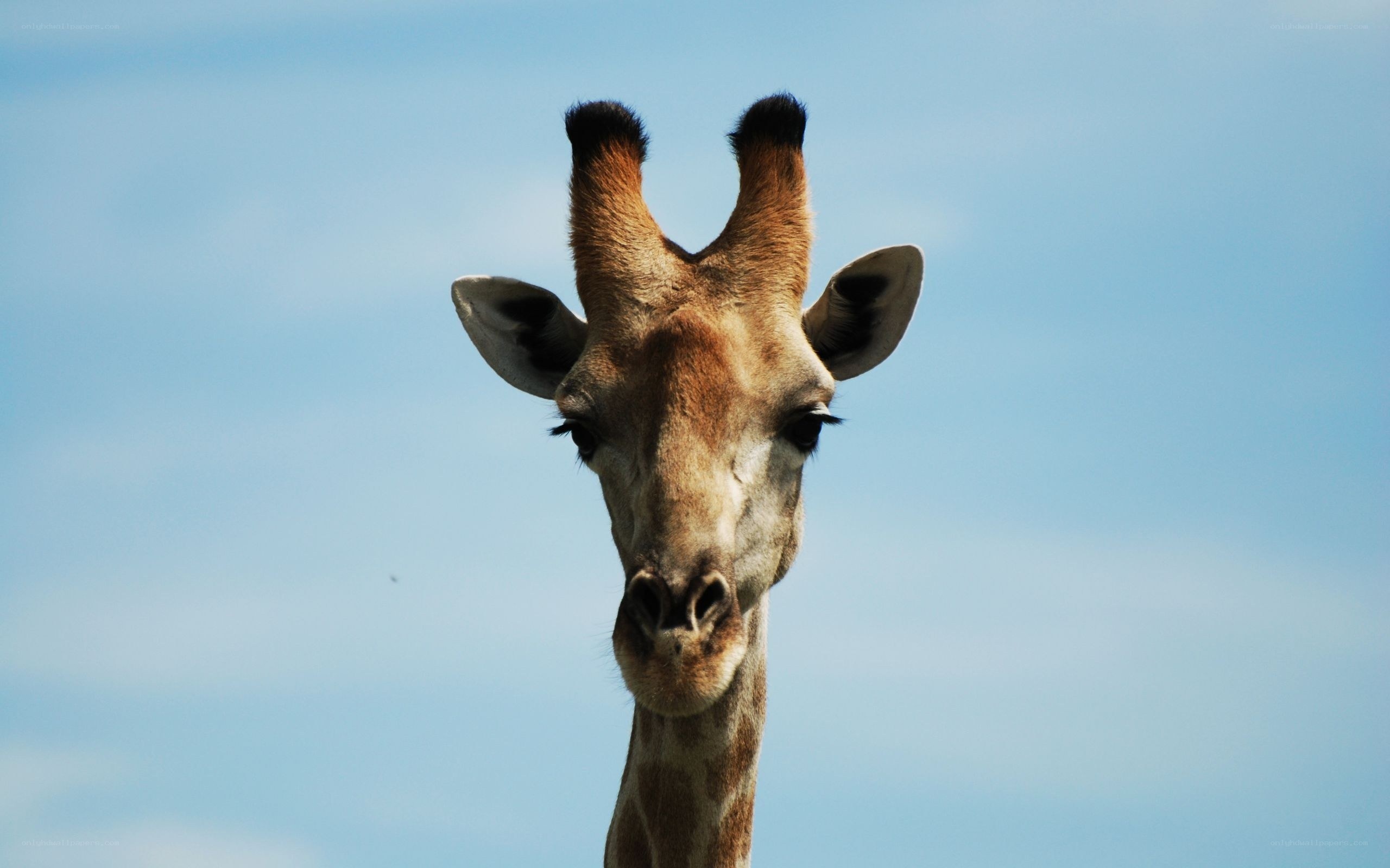 giraffe head against blue sky
