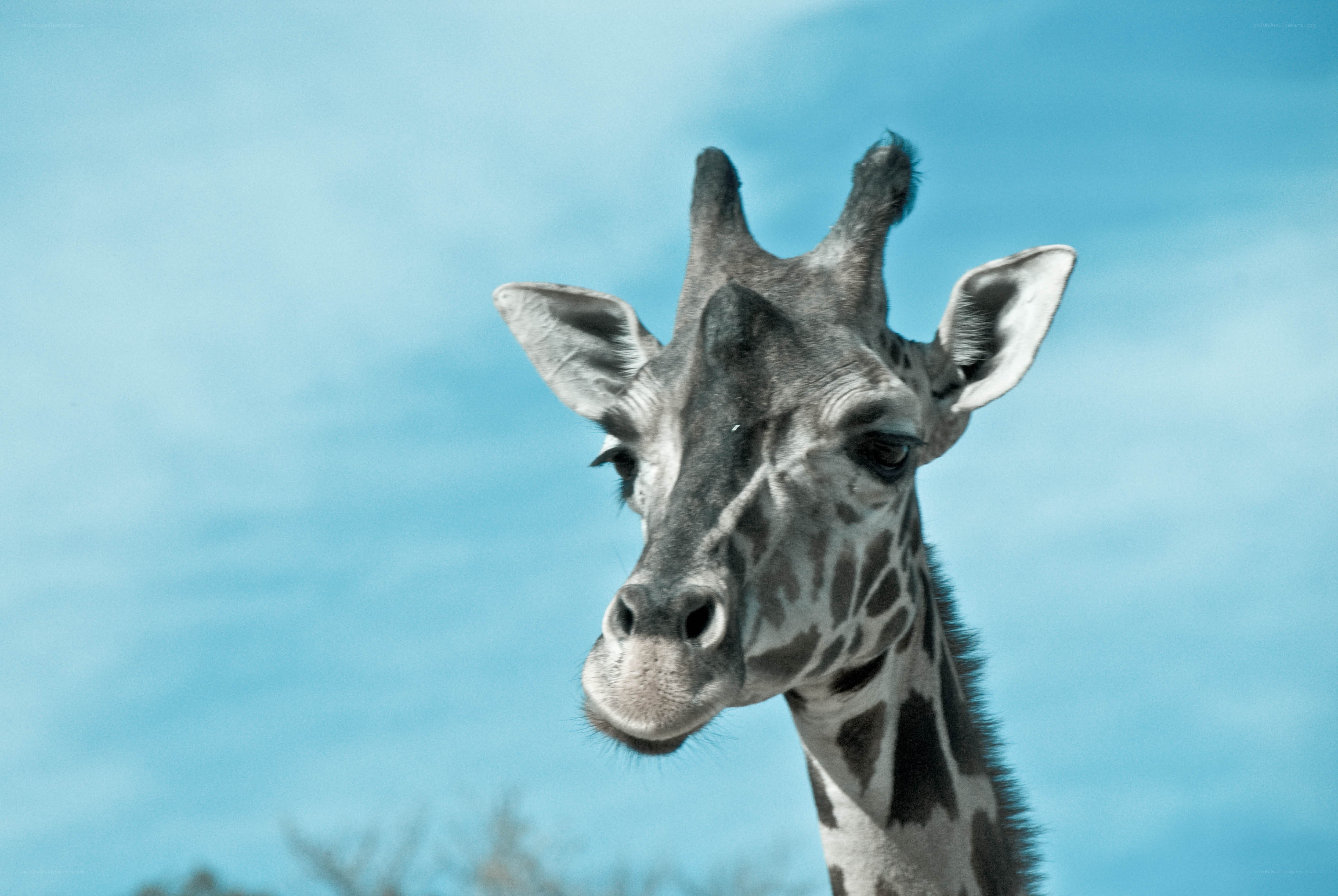 giraffe head against blue sky