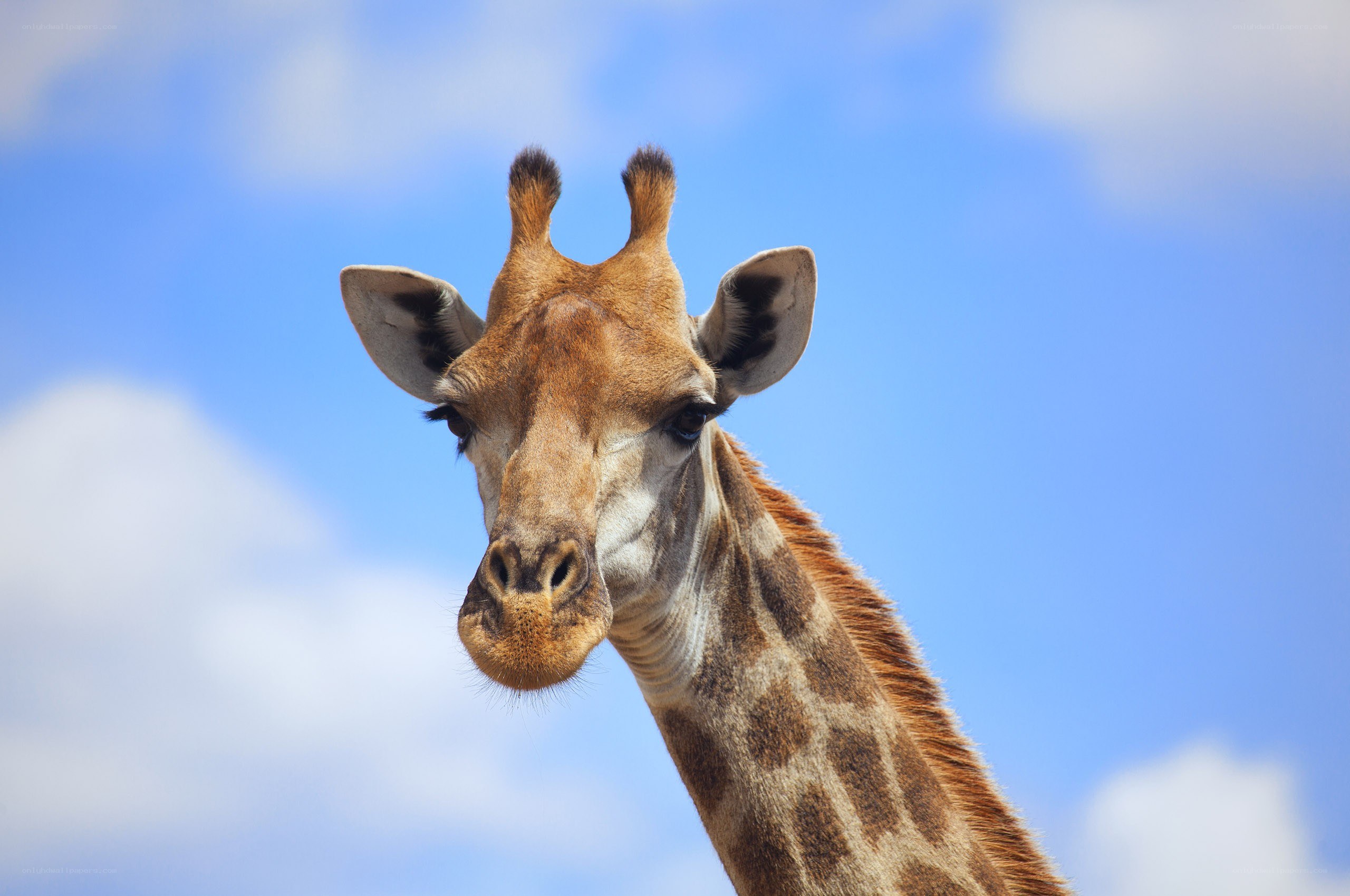 Giraffe head against blue sky