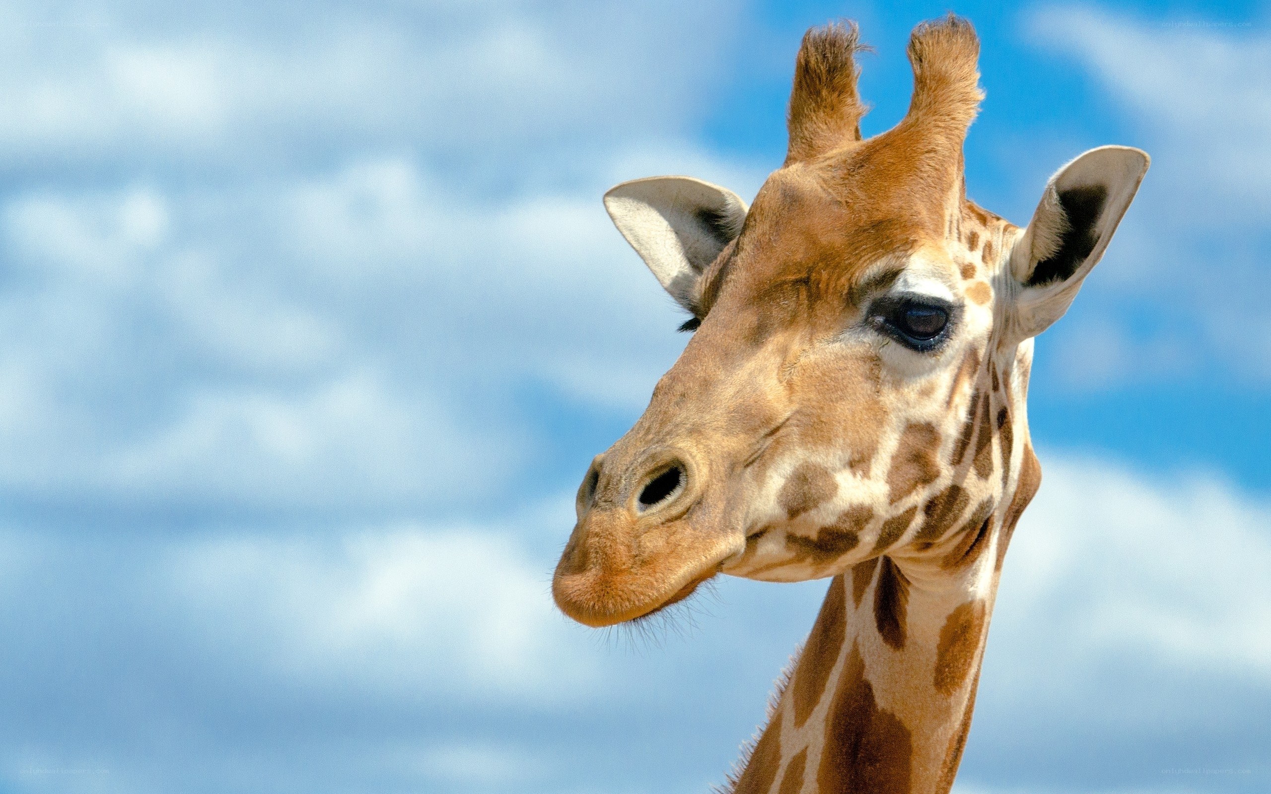 giraffe head against blue sky